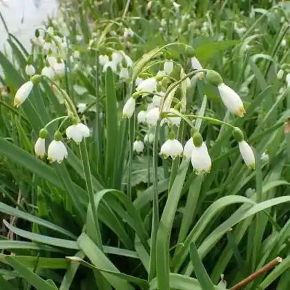 Foto von Sommer-Knotenblume (Leucojum aestivum)