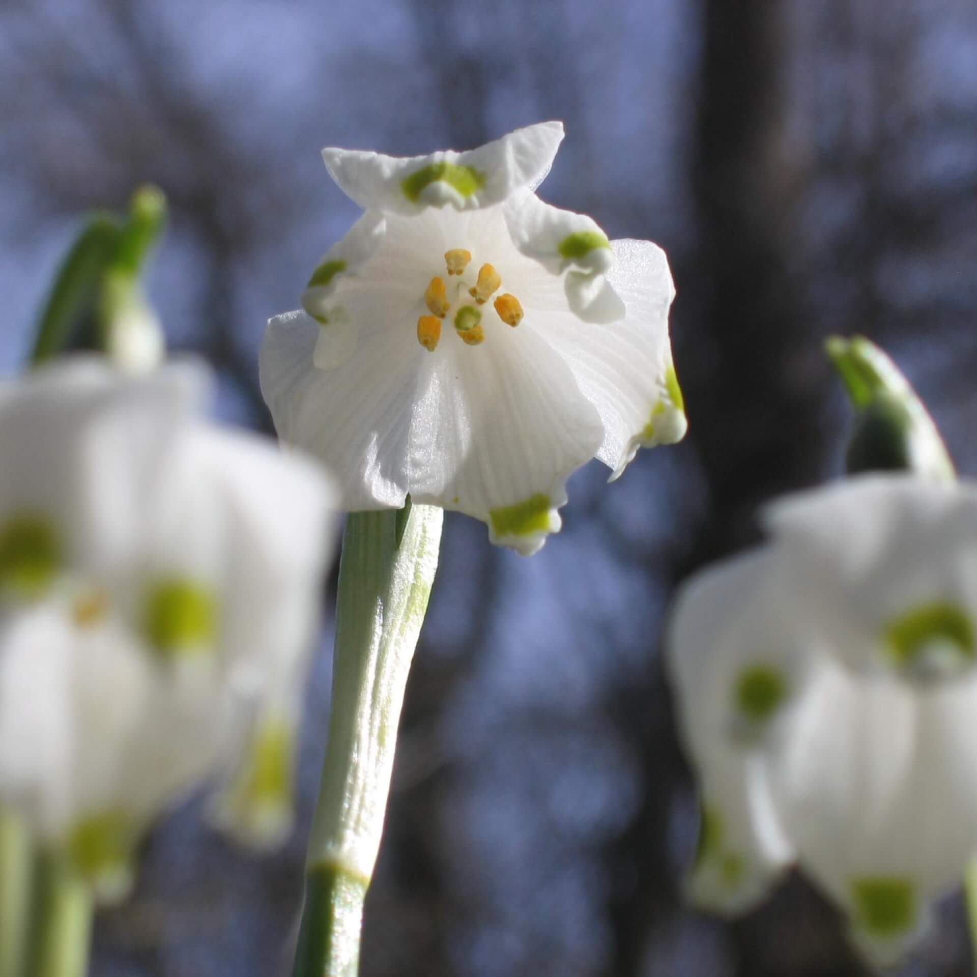 Bienenfreundliche frühblühende Blumenzwiebeln