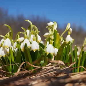 Leucojum vernum