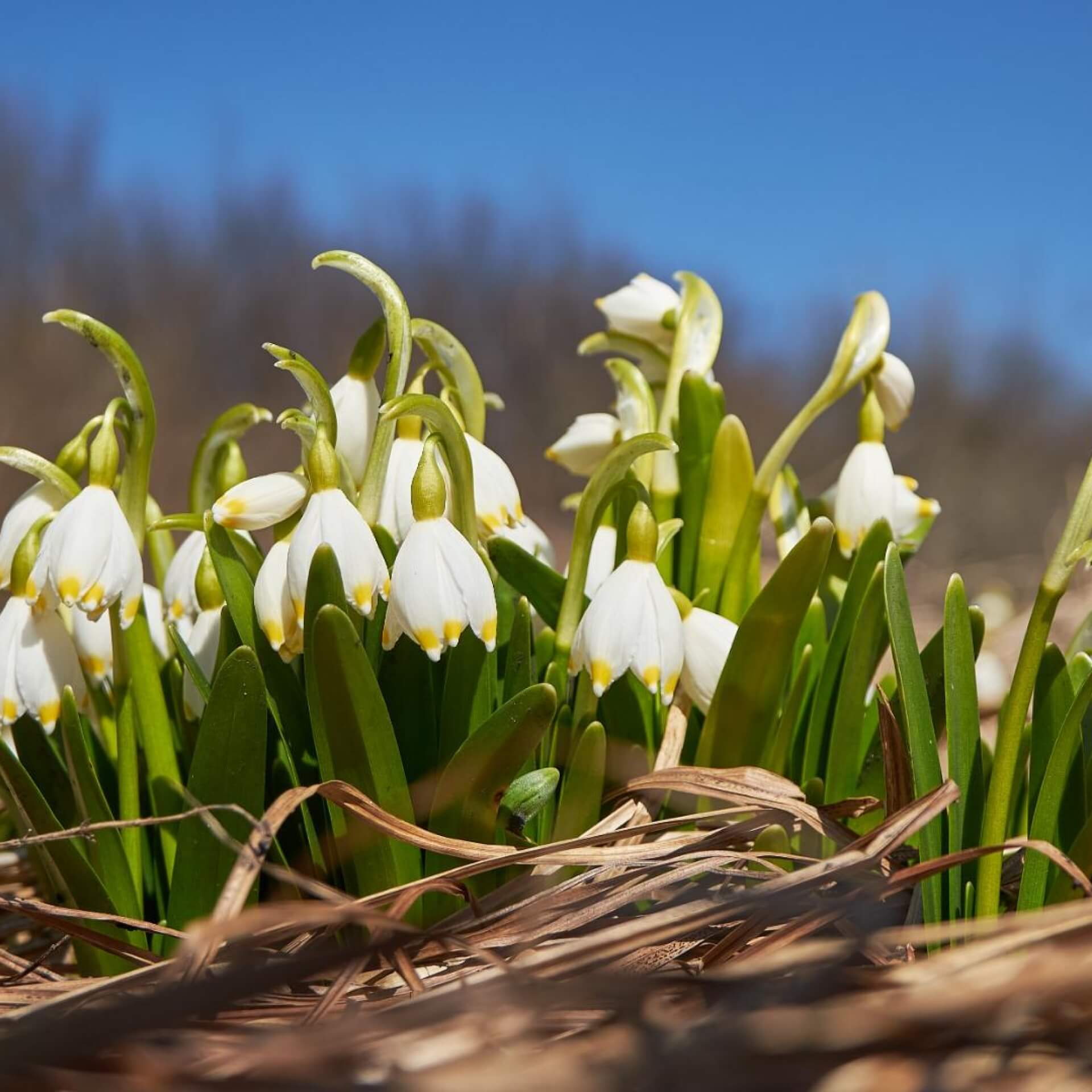 Märzenbecher (Leucojum vernum)