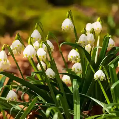 Foto von Märzenbecher (Leucojum vernum)