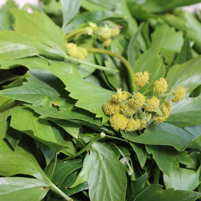 Liebstöckel / Levisticum officinale