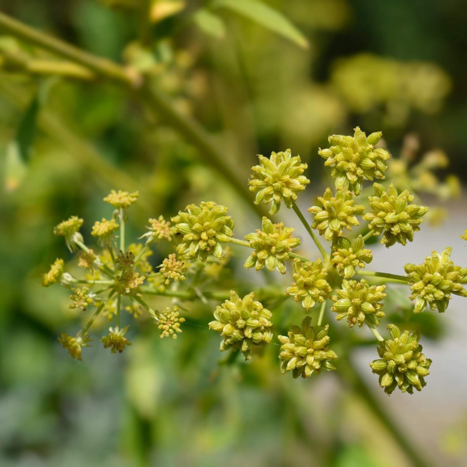 Liebstöckel (Levisticum officinale)