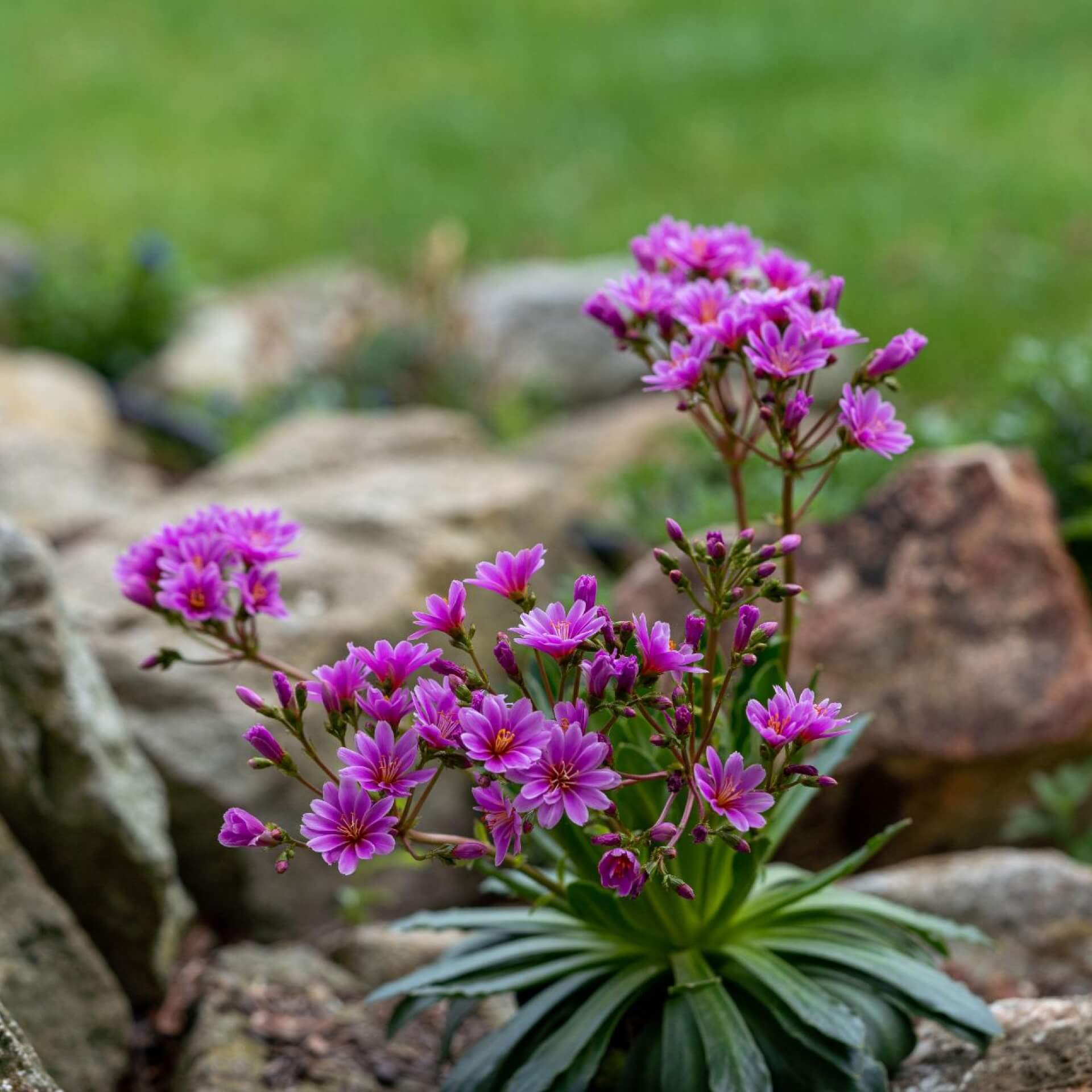 Gewöhnliche Bitterwurz (Lewisia cotyledon)