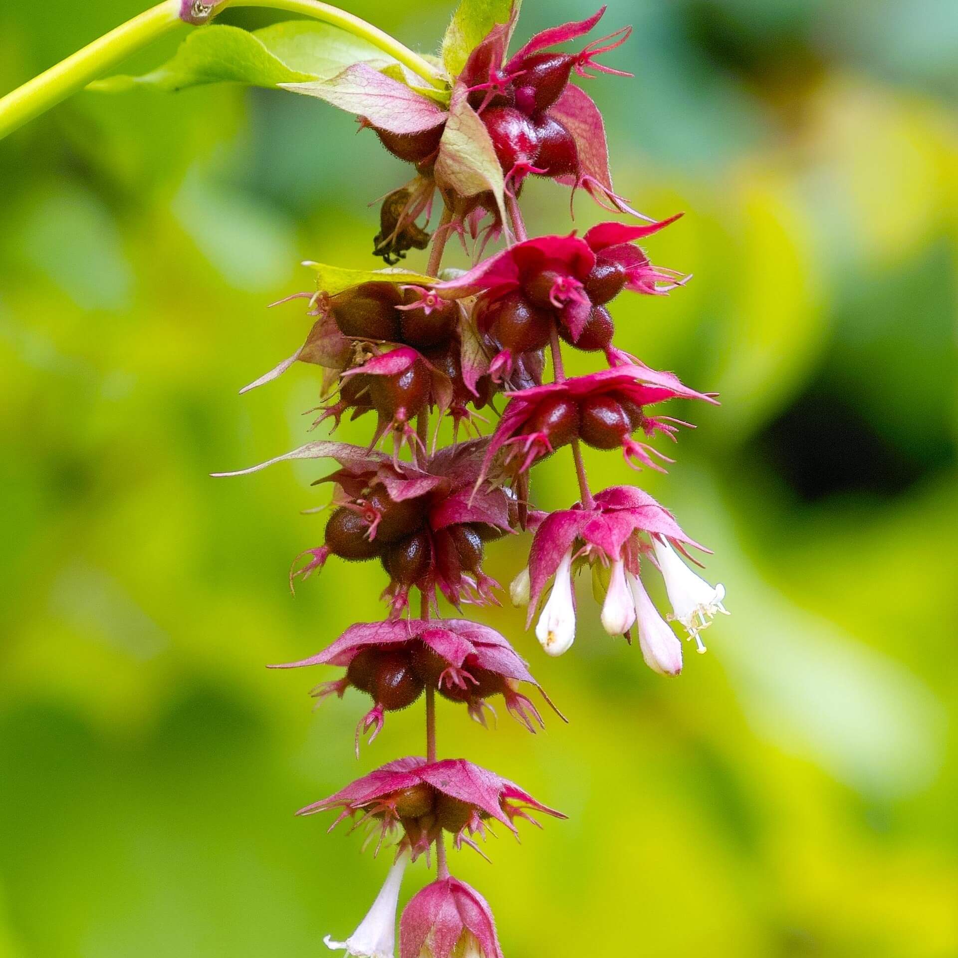 Schöne Lycesterie (Leycesteria formosa)