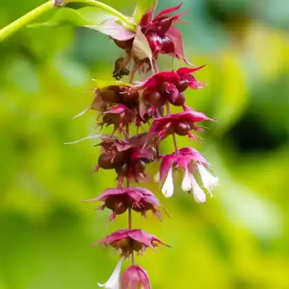 Foto von Schöne Lycesterie (Leycesteria formosa)