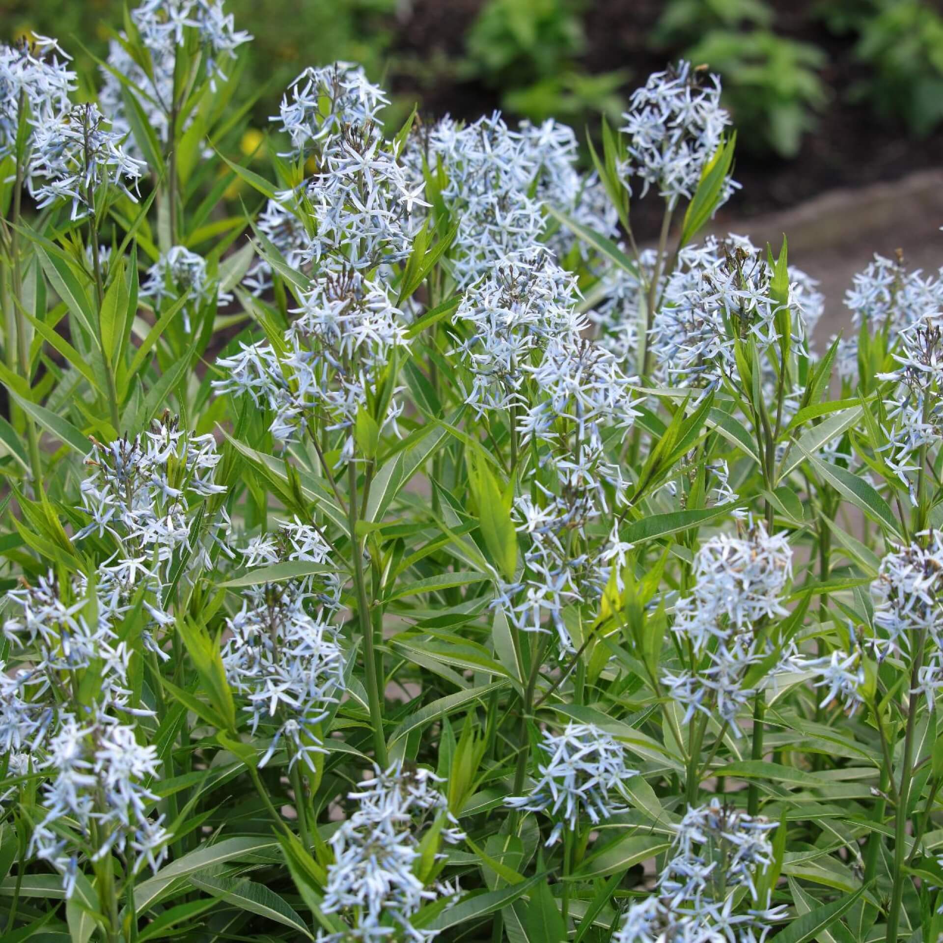 Osark-Röhrenstern (Amsonia illustris)