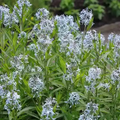 Foto von Osark-Röhrenstern (Amsonia illustris)
