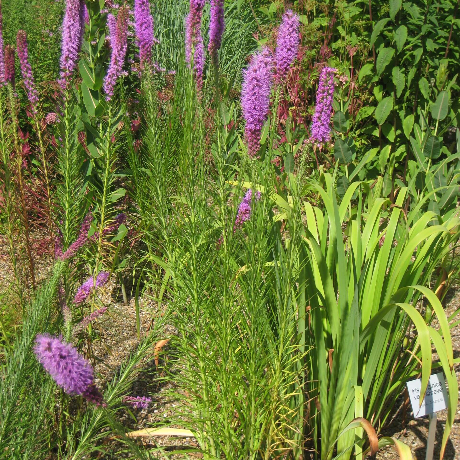 Dichtährige Prachtscharte (Liatris pycnostachya)