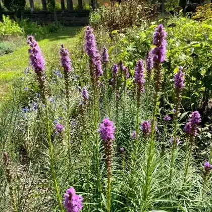 Foto von Ährige Prachtscharte (Liatris spicata)