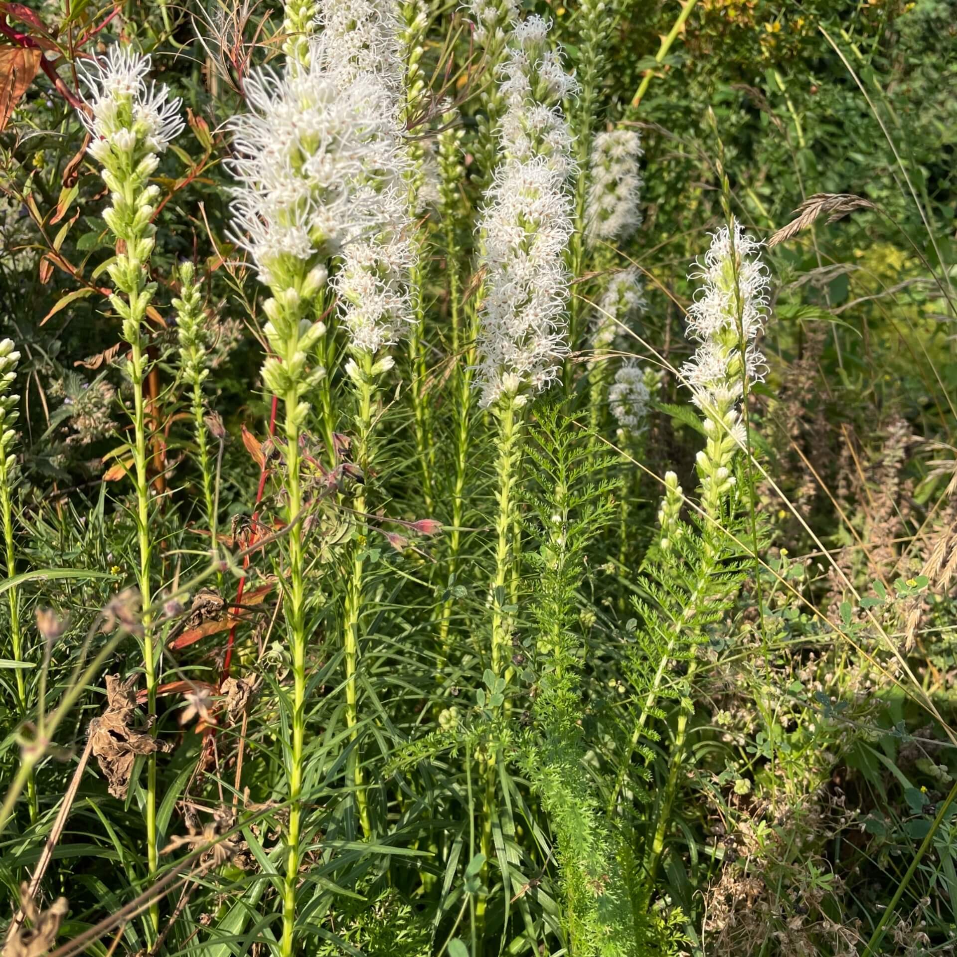 Ährige Prachtscharte 'Alba' (Liatris spicata 'Alba')