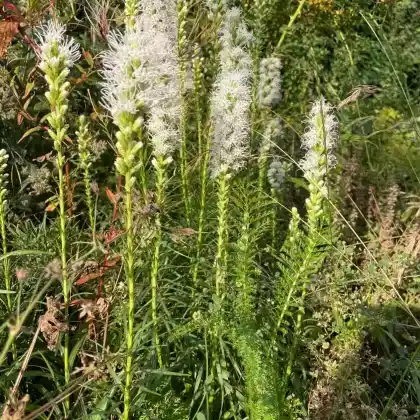 Foto von Ährige Prachtscharte 'Alba' (Liatris spicata 'Alba')