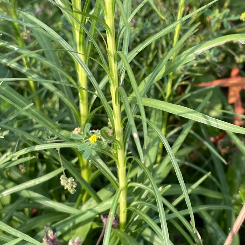 Ährige Prachtscharte 'Alba' / Liatris spicata 'Alba'