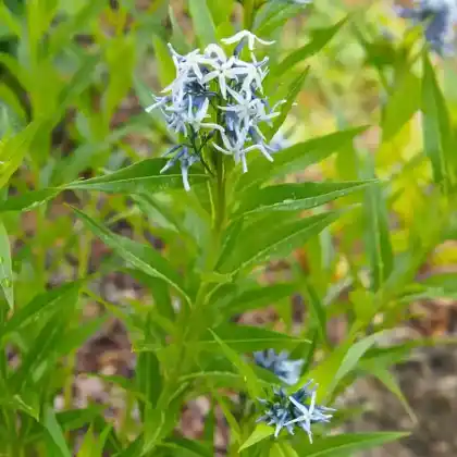 Foto von Orientalischer Blaustern (Amsonia orientalis)
