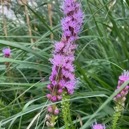 Foto von Ährige Prachtscharte 'Floristan Violett' (Liatris spicata 'Floristan Violett')