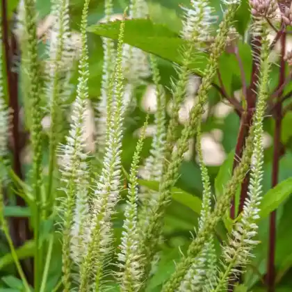 Foto von Ährige Prachtscharte 'Floristan Weiß' (Liatris spicata 'Floristan Weiß')