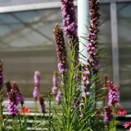 Foto von Ährige Prachtscharte 'Kobold' (Liatris spicata 'Kobold')