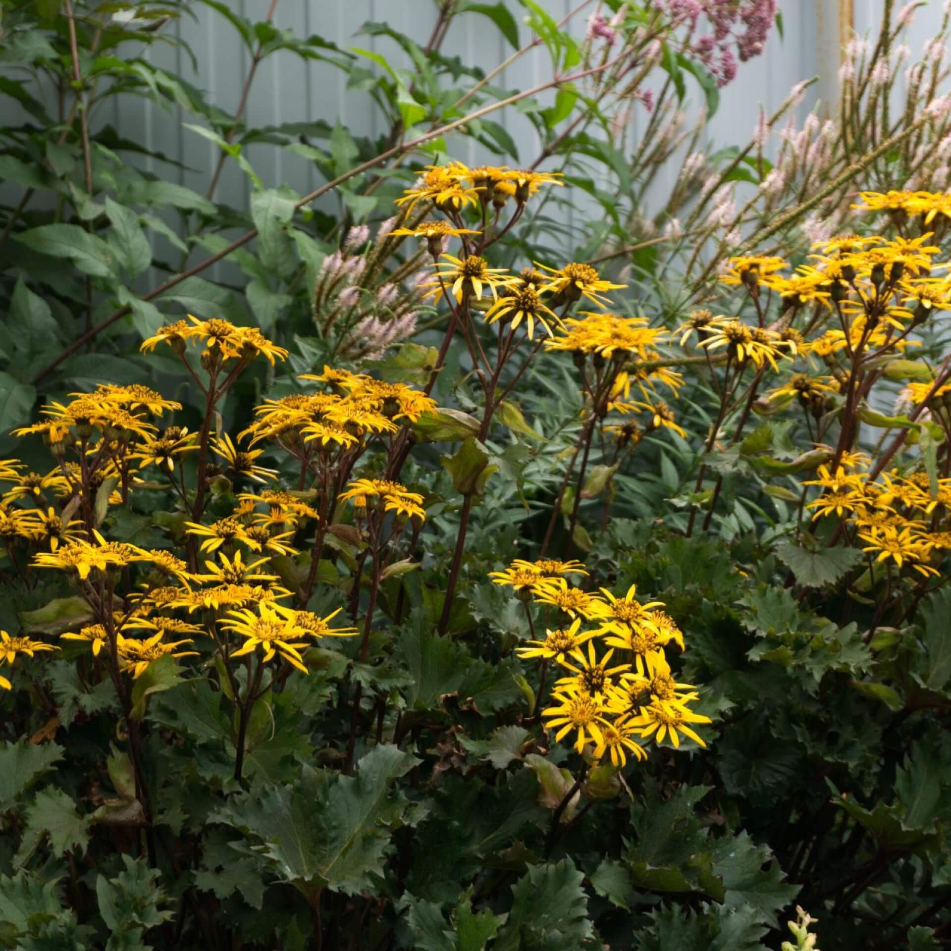 Japanischer Goldkolben (Ligularia dentata)