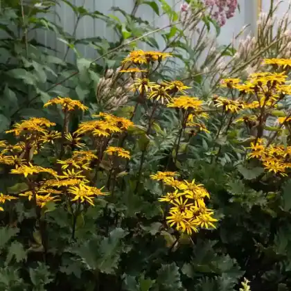 Foto von Japanischer Goldkolben (Ligularia dentata)