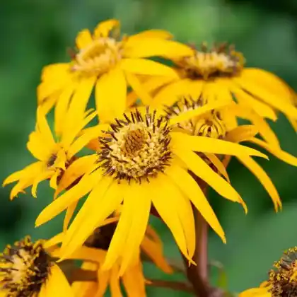 Foto von Strauß-Goldkolben 'Desdemona' (Ligularia dentata 'Desdemona')