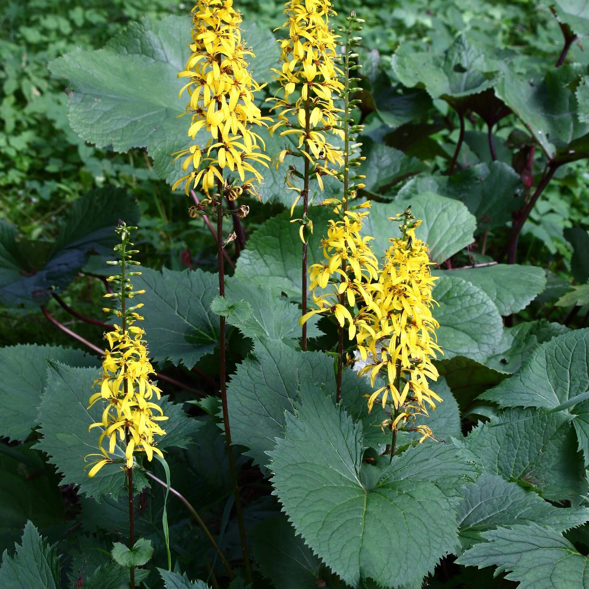 Kerzen-Greiskraut (Ligularia przewalskii)