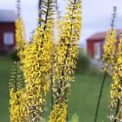 Foto von Kerzen-Goldkolben (Ligularia stenocephala)