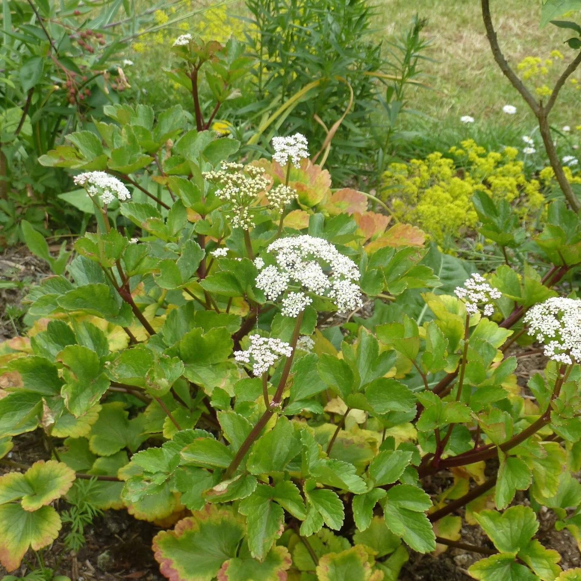 Schottischer Liebstöckel (Ligusticum scoticum)