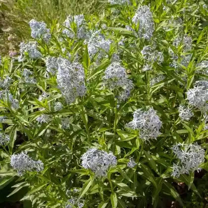 Foto von Gewöhnlicher Röhrenstern (Amsonia tabernaemontana)