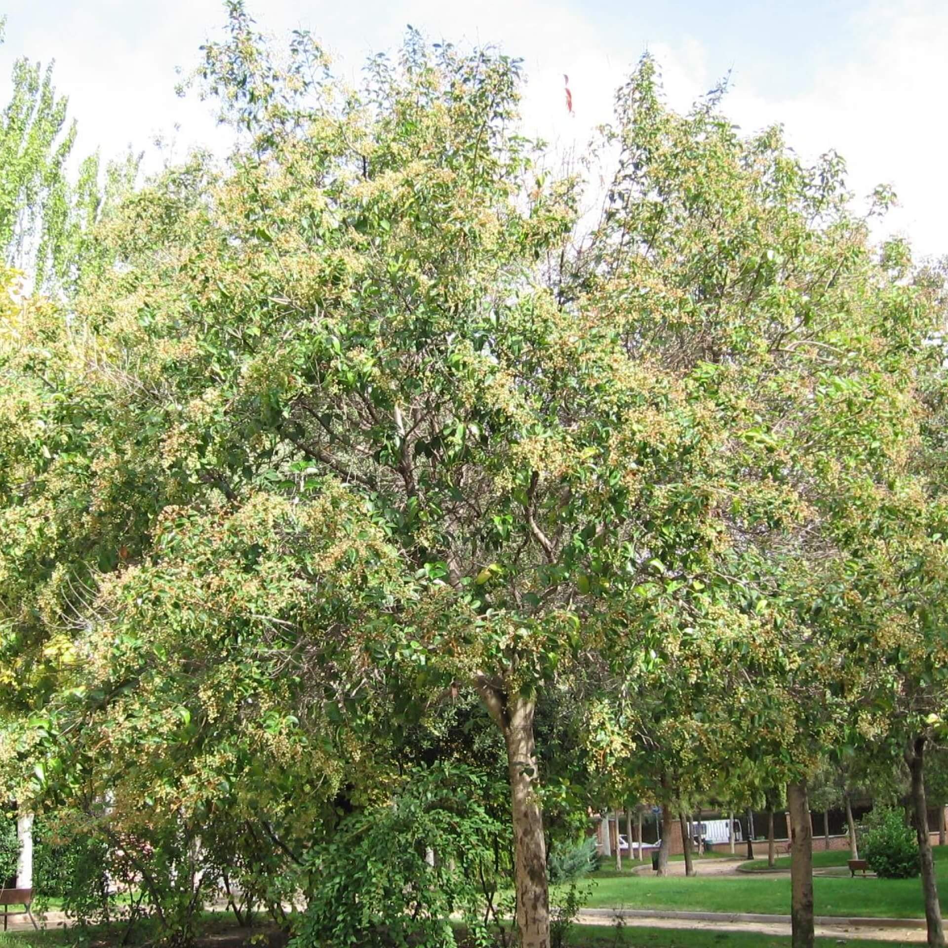 Japanischer Liguster (Ligustrum japonicum)