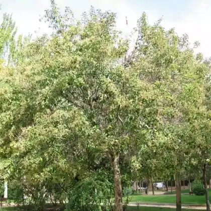 Foto von Japanischer Liguster (Ligustrum japonicum)