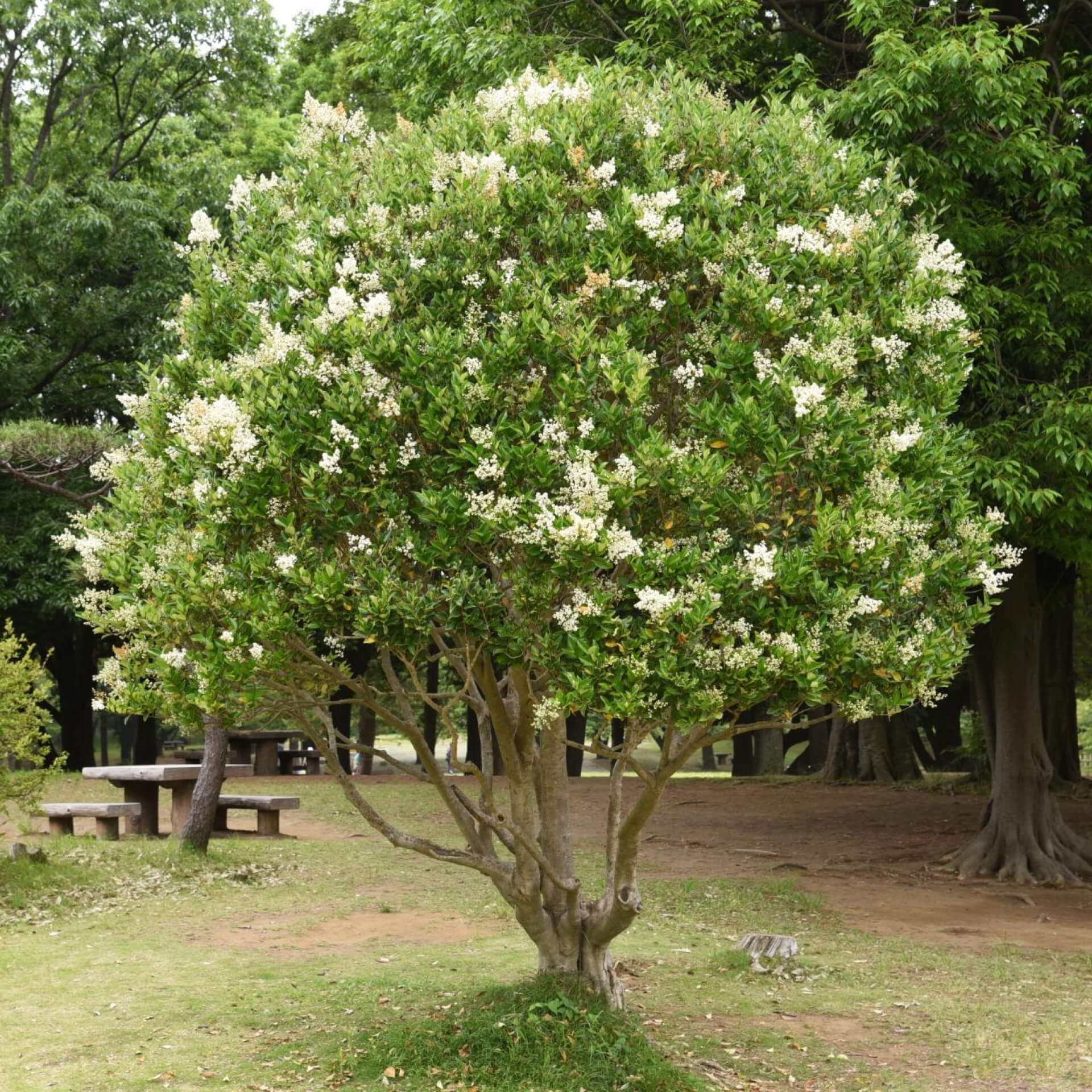 Glänzender Liguster (Ligustrum lucidum)