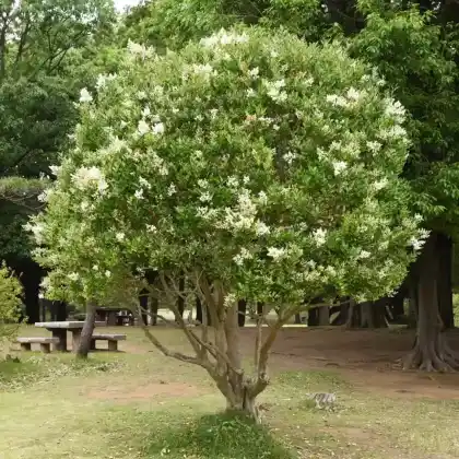 Foto von Glänzender Liguster (Ligustrum lucidum)