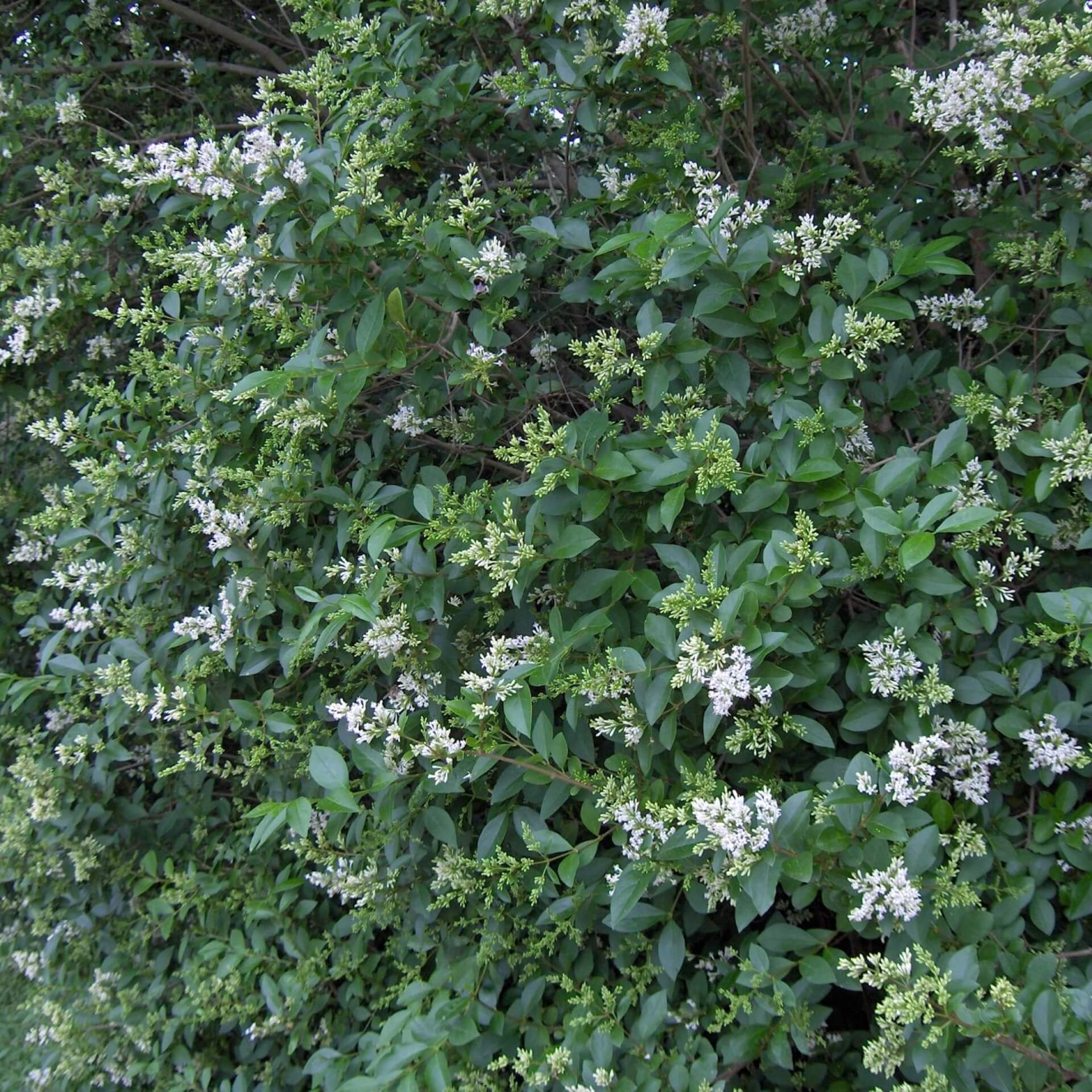 Ovalblättriger Liguster (Ligustrum ovalifolium)