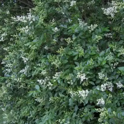 Foto von Ovalblättriger Liguster (Ligustrum ovalifolium)