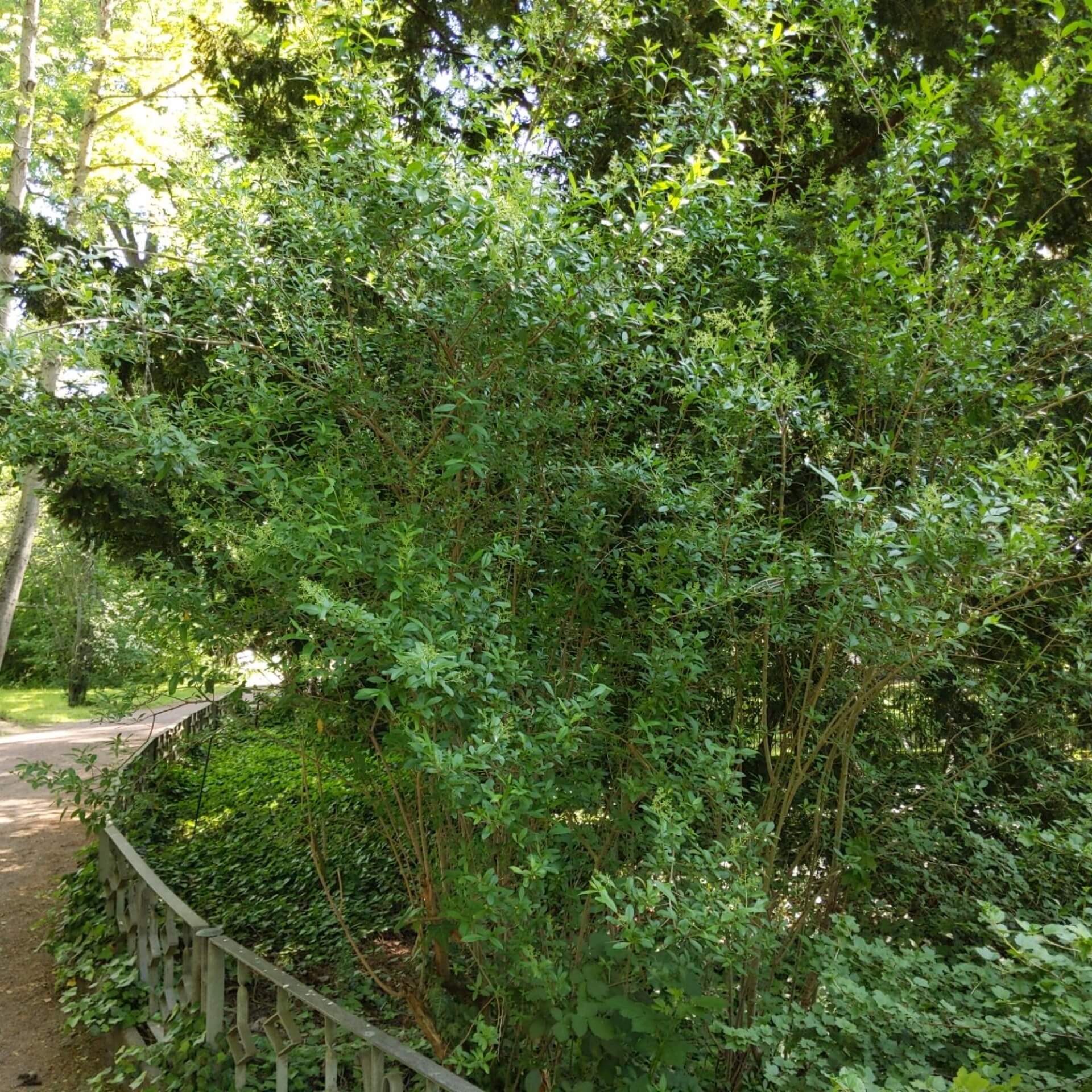 Gemeiner Liguster (Ligustrum vulgare)