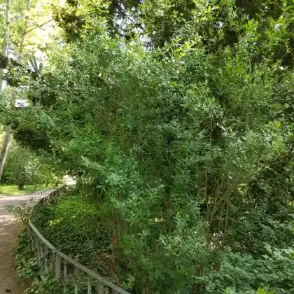 Foto von Gemeiner Liguster (Ligustrum vulgare)