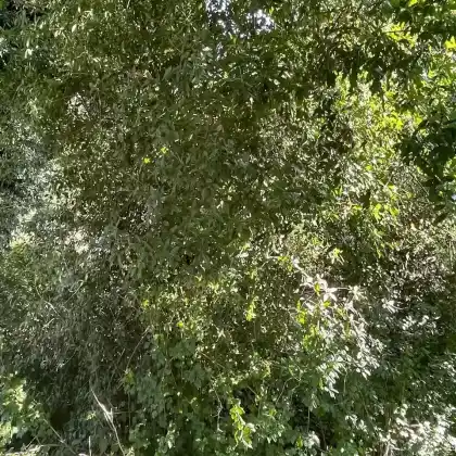 Foto von Schwarzgrüner Liguster 'Atrovirens' (Ligustrum vulgare 'Atrovirens')