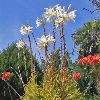 Foto von Madonnen-Lilie (Lilium candidum)