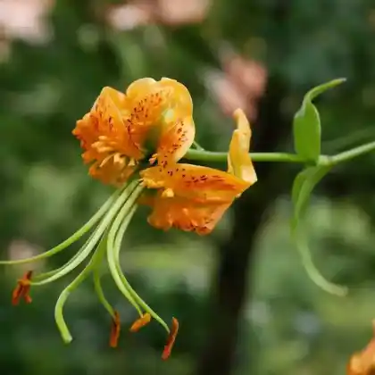 Foto von Henrys Lilie (Lilium henryi)