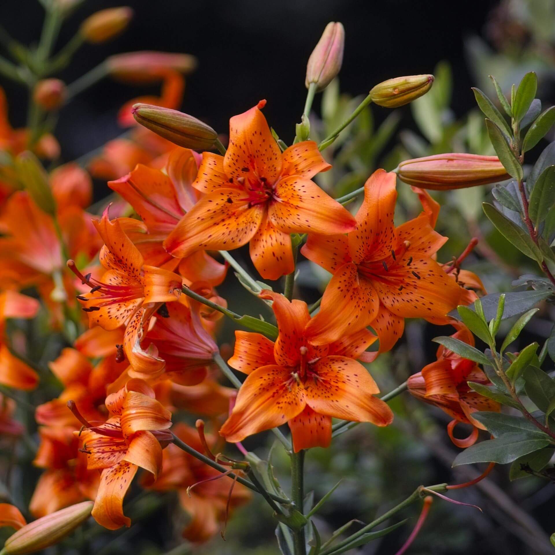 Tiger-Lilie 'Fortunei' (Lilium lancifolium 'Fortunei')