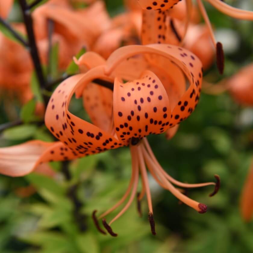 50+ Exotische Tiger Lilien Pflanze, Über und über bedecken die