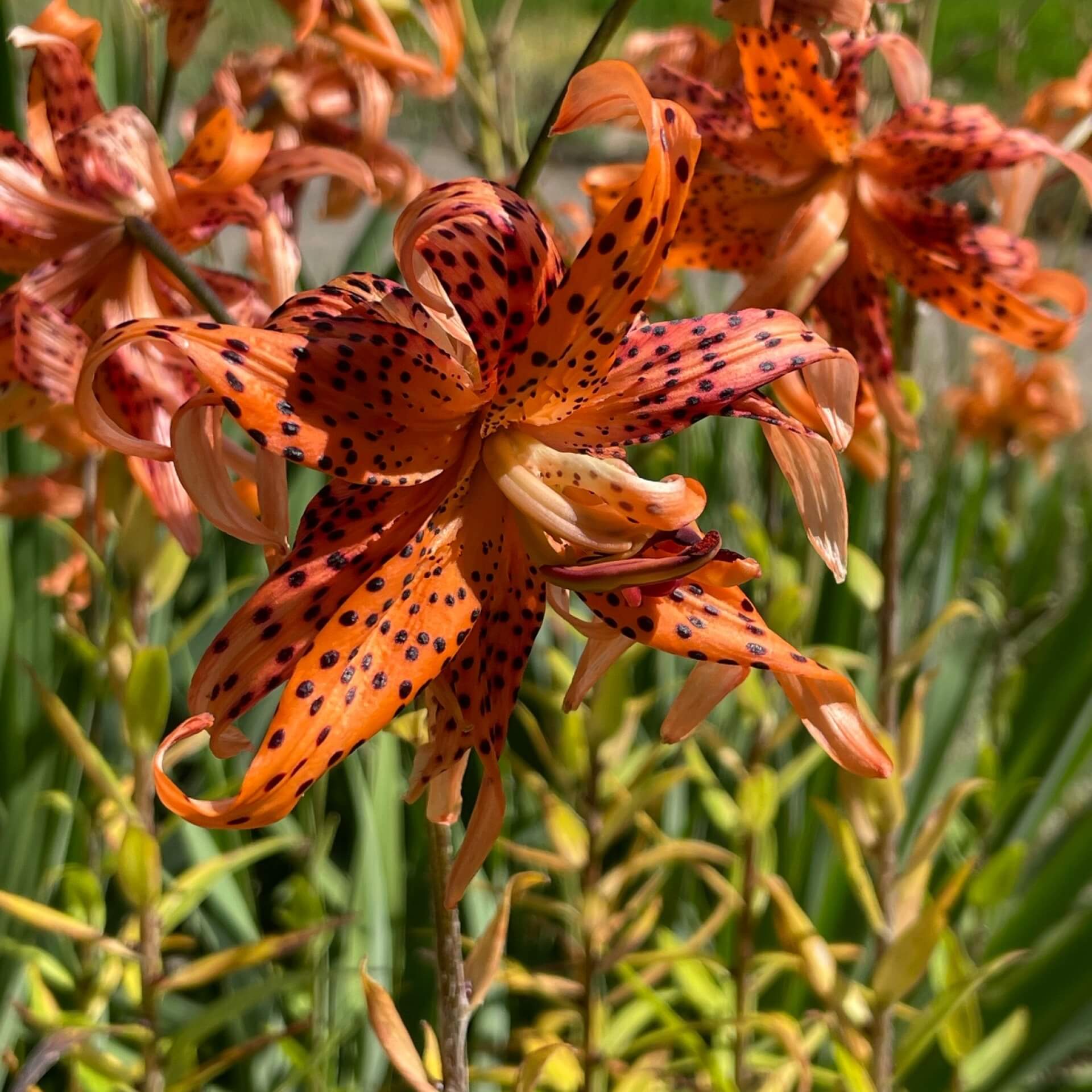 Tiger-Lilie 'Splendens' (Lilium lancifolium 'Splendens')