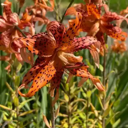 Foto von Tiger-Lilie 'Splendens' (Lilium lancifolium 'Splendens')