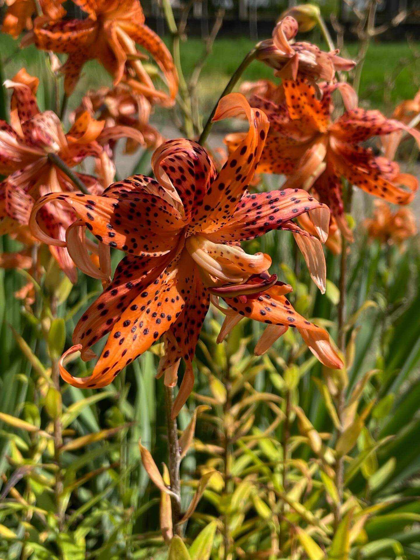 TigerLilie 'Splendens' / Lilium lancifolium 'Splendens'