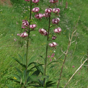 Türkenbundlilie (Lilium martagon)