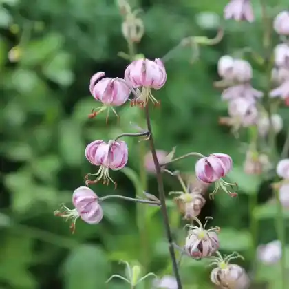 Foto von Türkenbundlilie (Lilium martagon)