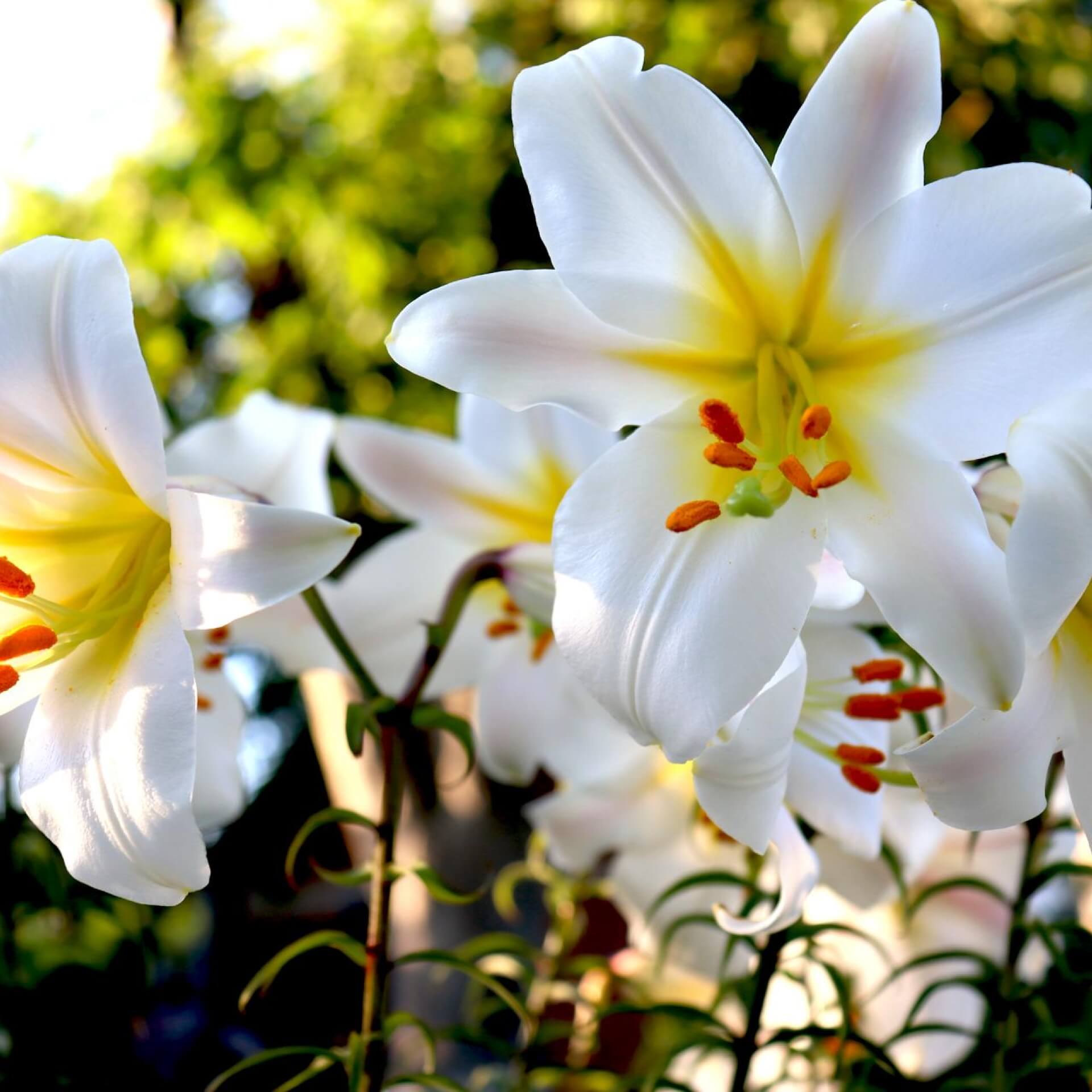 Königs-Lilie (Lilium regale)