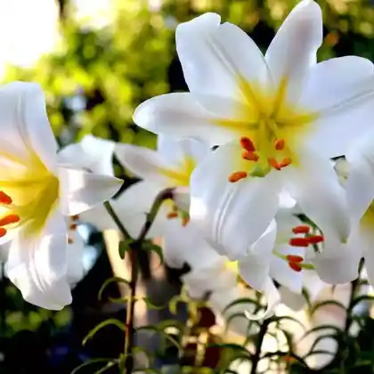 Foto von Königs-Lilie (Lilium regale)