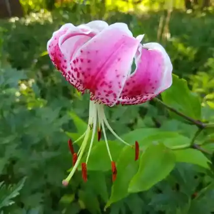 Foto von Pracht-Lilie 'Rubrum' (Lilium speciosum 'Rubrum')