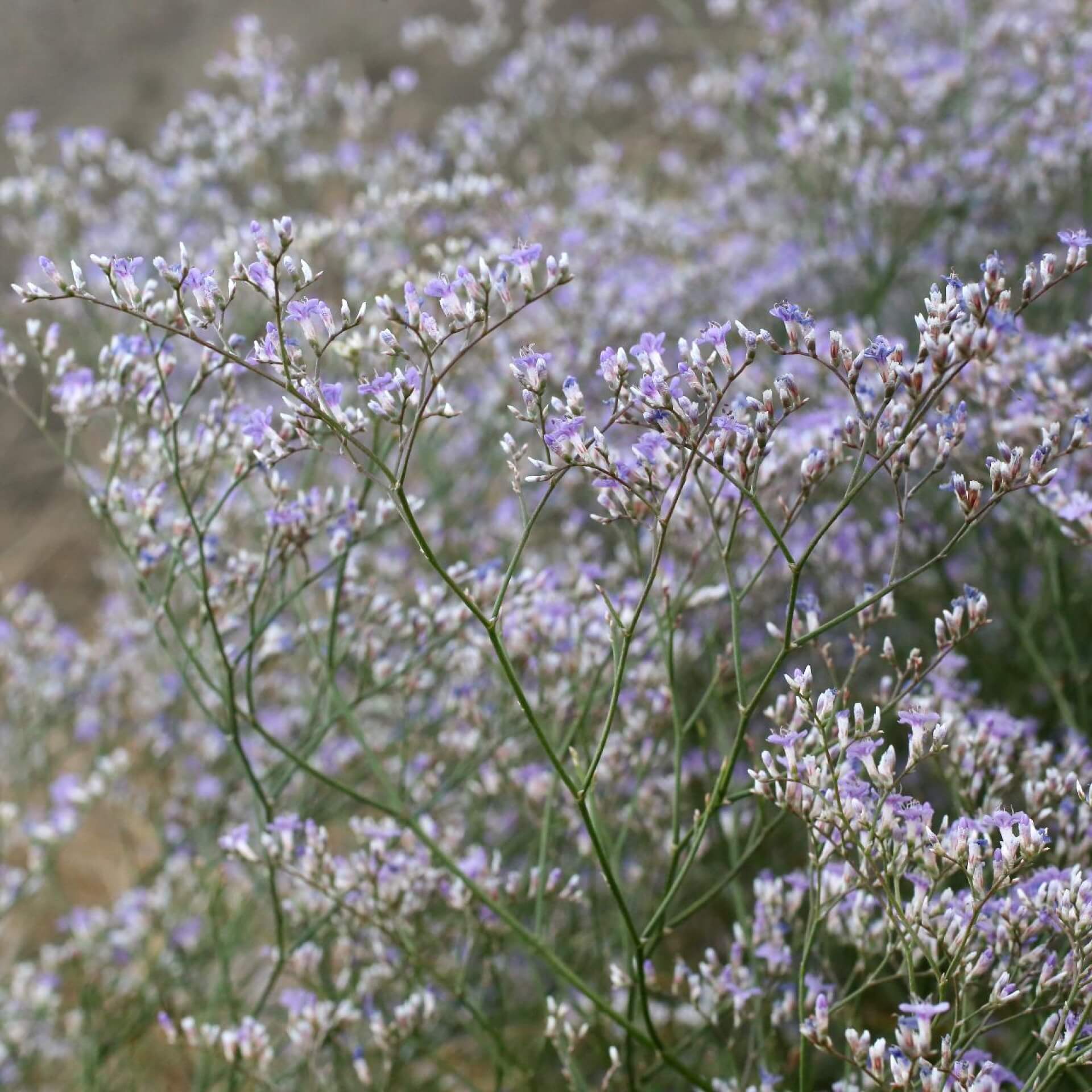 Breitblättriger Strandflieder (Limonium latifolium)